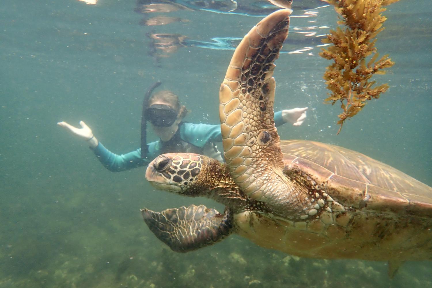 一名<a href='http://rwgn.ngskmc-eis.net'>bv伟德ios下载</a>学生在Galápagos群岛游学途中与一只巨龟游泳.